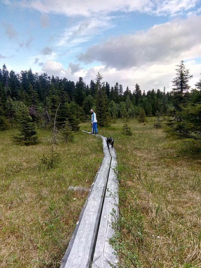 Metsorinne Kotila Экстерьер фото